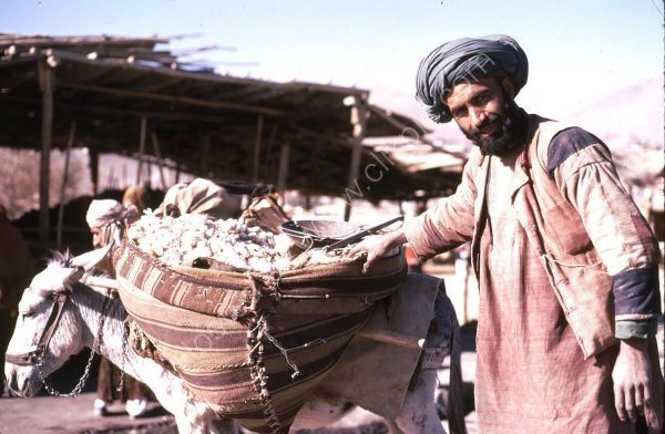 Afghani Garlic Seller & Donkey, Kabul